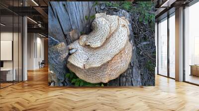 Wood-decay fungus in Willowbrook ,IL, USA Wall mural