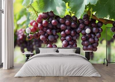 Ripe grapes hung on vineyards of grape trees. In the grape farm garden. Wall mural