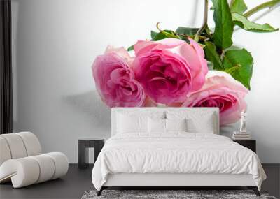 Pink roses, on a white background. 3 pcs pink rose, valentine's day, love. Wall mural