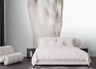 closeup of dog paw Wall mural