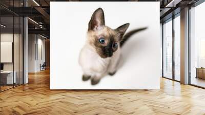 Top view face of purebred Thai Siamese cat with blue eyes sitting on white background. Close up Cute eight weeks young Siamese kitten. Concepts of pets play hiding Wall mural