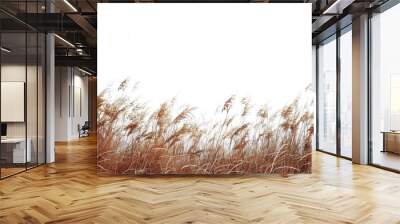 brown grass on white background  ,Generative ai,  Wall mural