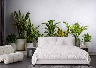 Several diverse plants in pots on a gray wall. Wall mural