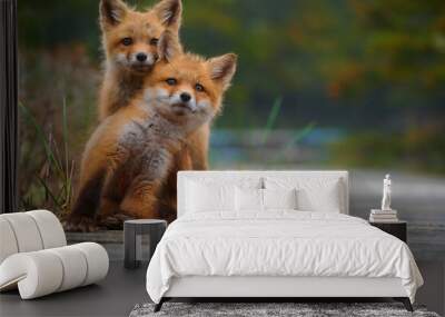 Wild baby red foxes cuddling at the beach, June 2020, Nova Scotia, Canada Wall mural