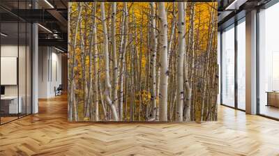 Aspen Grove on a fall day Wall mural