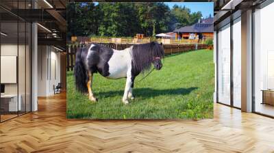 One black and white pony grazes in a meadow near houses Wall mural