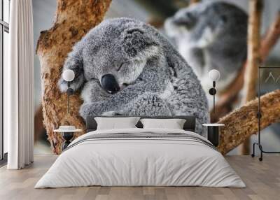 koala in a tree Wall mural