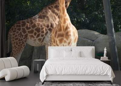 Girafe dans un zoo Wall mural