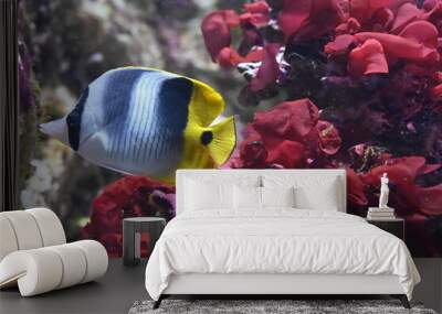 Poisson dans un aquarium tropical Wall mural