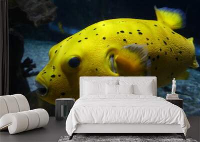 Poisson jaune dans un aquarium Wall mural