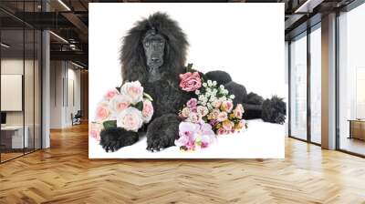 black standard poodle Wall mural