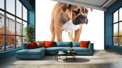 Continental bulldog in studio Wall mural