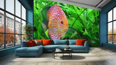 discus Wall mural