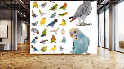 group of parakeets and parrots Wall mural