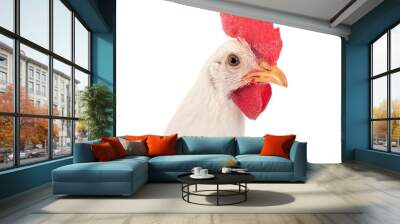 Leghorn chicken in studio Wall mural