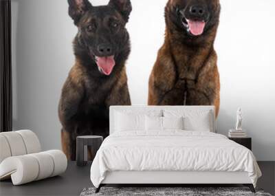 malinois in studio Wall mural