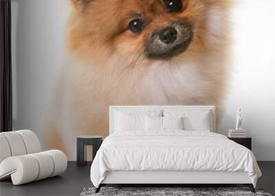 pomeranian puppy in studio Wall mural