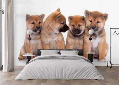 puppies shiba inu Wall mural