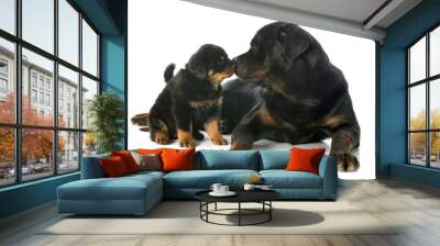 puppy and adult rottweiler Wall mural