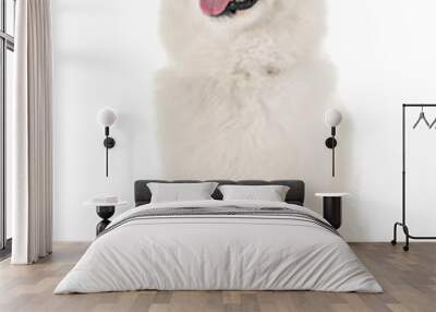 Samoyed dog in studio Wall mural