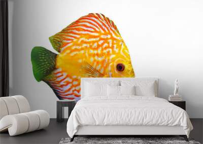 young discus Wall mural