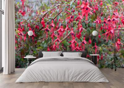 Full frame abstract texture backdrop of red and purple fuchsia flowers in bloom, with defocused background Wall mural