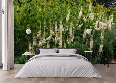 Full frame texture background of lacy white color black cohosh (actaea racemosa) flowers in bloom in an outdoor garden setting
 Wall mural