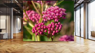 Macro texture view of beautiful pink swamp milkweed (asclepias incarnata) flower blossoms with defocused background Wall mural