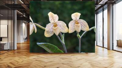 Closeup view of elegant lady slipper orchid species paphiopedilum concolor with yellow flowers and bud isolated outdoors on green natural background Wall mural