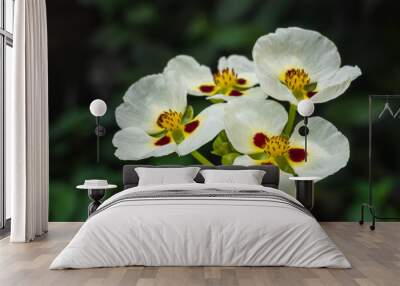 Closeup view of white, yellow and red brown flowers of aquatic plant sagittaria montevidensis aka giant arrowhead or California arrowhead blooming outdoors on natural background Wall mural