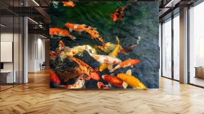 Koi Fish in a pond Wall mural