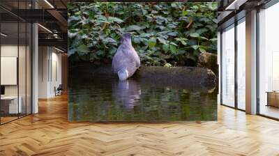 a wild pigeon drinking water from the lake. Wall mural