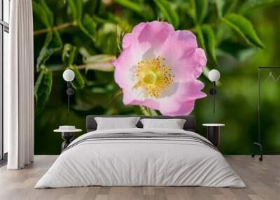 close up with a flower of (Rosa canina), macro photo. Wall mural