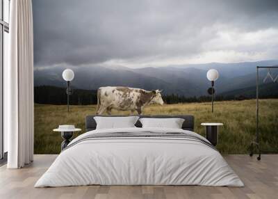 cows on a mountain meadow in a rainy day Wall mural