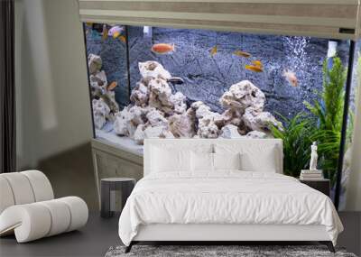 Aquarium with cichlids fish from lake malawi Wall mural