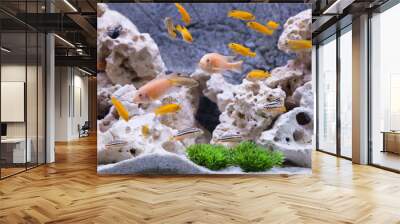 Aquarium with cichlids fish from lake malawi Wall mural