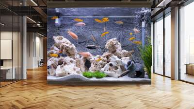 Aquarium with cichlids fish from lake malawi Wall mural