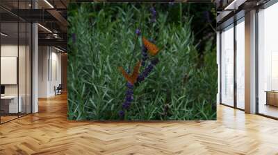 Closeup of two butterflies standing on a lavender growing in the field Wall mural