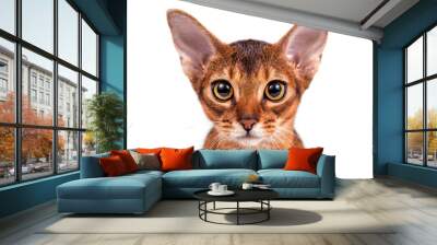 Abyssinian cat on a white background. Close-up. Wall mural