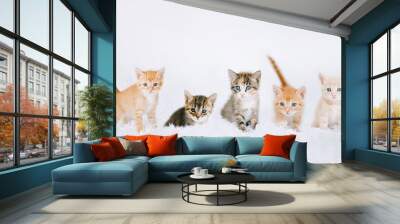 Five little kittens on a white blanket. Kitty two months    Wall mural