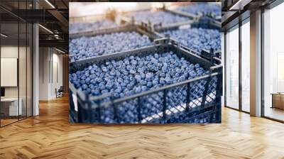 Fresh blueberry boxes sold in the market. Blueberry harvest, many fresh blueberry         Wall mural