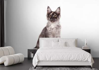 maine coon kitten on front of white background. cat sitting. cat three months. Wall mural