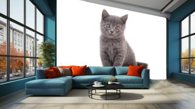 Small blue British kitten on white background. Cat sitting. Wall mural