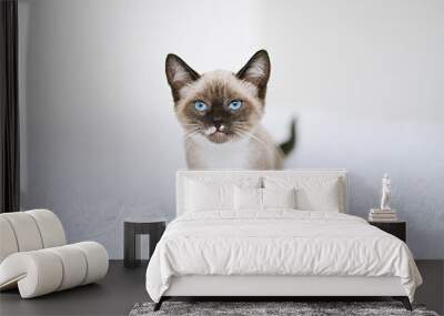 Small kitten with blue eyes on a white blanket. Kitty three months Wall mural