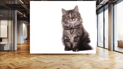 Small Siberian kitten on white background. Cat lying Wall mural