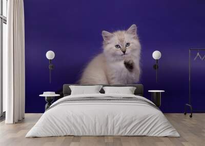 Small Siberian Neva Masquerade kitten on blue purple background. Cat sitting. Wall mural