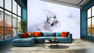 White kitten with blue eyes relaxes in bed   Wall mural