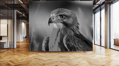 Bird of prey in the wild Wall mural