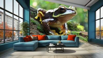 Green wild frog in the forest closeup Wall mural