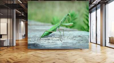 green praying mantis isolated Wall mural